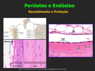 Periósteo e Endósteo
Revestimento e Proteção
http://courses.md.huji.ac.il/histology/cartilage&bone/I-9L.html
 