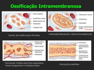 Centro de Ossificação Primária
Osteoide/Deposição cálcio/mineralização
Formação Trabéculas/Osso esponjoso
Vasos sanguíneos e medula óssea
Primário
Formação perióteo
Ossificação Intramembranosa
 