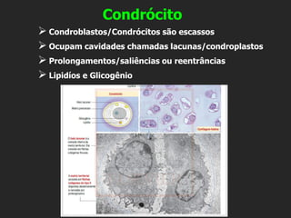 Condrócito
➢ Condroblastos/Condrócitos são escassos
➢ Ocupam cavidades chamadas lacunas/condroplastos
➢ Prolongamentos/saliências ou reentrâncias
➢ Lipidíos e Glicogênio
 