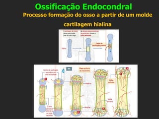 Ossificação Endocondral
Processo formação do osso a partir de um molde
cartilagem hialina
 
