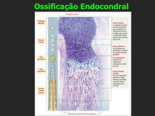 Ossificação Endocondral
 