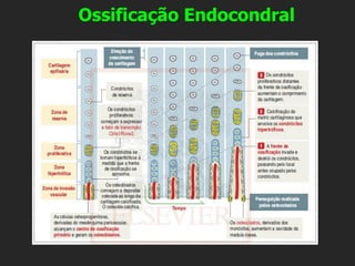 Ossificação Endocondral
 