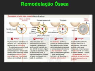 Remodelação Óssea
 