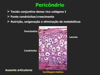 Pericôndrio
➢ Tecido conjuntivo denso rico colágeno I
➢ Fonte condrócitos/crescimento
➢ Nutrição, oxigenação e eliminação de metabólicos
Cartilagem hialina
Condrócito
Lacuna
Pericôndrio
Ausente articulares
 