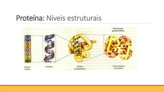 Proteína: Níveis estruturais
 
