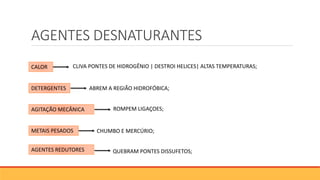 AGENTES DESNATURANTES
CALOR
DETERGENTES
AGITAÇÃO MECÂNICA
METAIS PESADOS
AGENTES REDUTORES
CLIVA PONTES DE HIDROGÊNIO | DESTROI HELICES| ALTAS TEMPERATURAS;
ABREM A REGIÃO HIDROFÓBICA;
ROMPEM LIGAÇOES;
CHUMBO E MERCÚRIO;
QUEBRAM PONTES DISSUFETOS;
 