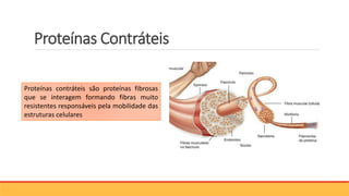 Proteínas Contráteis
Proteínas contráteis são proteínas fibrosas
que se interagem formando fibras muito
resistentes responsáveis pela mobilidade das
estruturas celulares
 