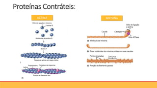 Proteínas Contráteis:
ACTINA MIOSINA
 