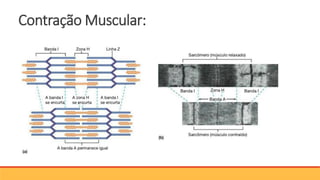 Contração Muscular:
 