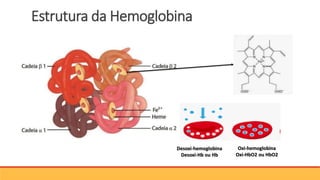 Estrutura da Hemoglobina
Oxi-hemoglobina
Oxi-HbO2 ou HbO2
Desoxi-hemoglobina
Desoxi-Hb ou Hb
 