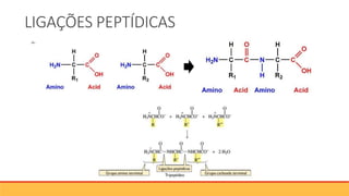 LIGAÇÕES PEPTÍDICAS
 