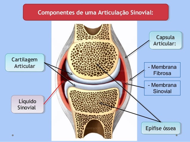 Anatomia - Sistema Articular