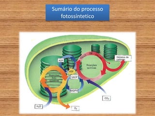 Sumário do processo
fotossíntetico
 