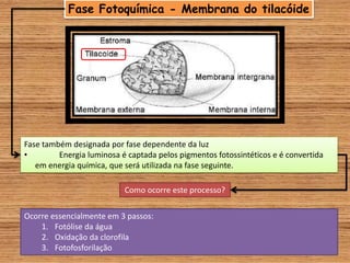 Fase Fotoquímica - Membrana do tilacóide
Fase também designada por fase dependente da luz
• Energia luminosa é captada pelos pigmentos fotossintéticos e é convertida
em energia química, que será utilizada na fase seguinte.
Como ocorre este processo?
Ocorre essencialmente em 3 passos:
1. Fotólise da água
2. Oxidação da clorofila
3. Fotofosforilação
 