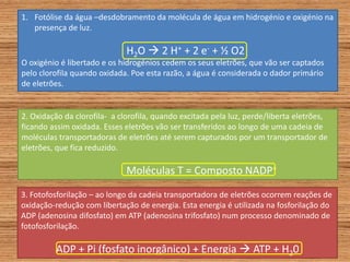 1. Fotólise da água –desdobramento da molécula de água em hidrogénio e oxigénio na
presença de luz.
H2O  2 H+ + 2 e- + ½ O2
O oxigénio é libertado e os hidrogénios cedem os seus eletrões, que vão ser captados
pelo clorofila quando oxidada. Poe esta razão, a água é considerada o dador primário
de eletrões.
2. Oxidação da clorofila- a clorofila, quando excitada pela luz, perde/liberta eletrões,
ficando assim oxidada. Esses eletrões vão ser transferidos ao longo de uma cadeia de
moléculas transportadoras de eletrões até serem capturados por um transportador de
eletrões, que fica reduzido.
Moléculas T = Composto NADP+
3. Fotofosforilação – ao longo da cadeia transportadora de eletrões ocorrem reações de
oxidação-redução com libertação de energia. Esta energia é utilizada na fosforilação do
ADP (adenosina difosfato) em ATP (adenosina trifosfato) num processo denominado de
fotofosforilação.
ADP + Pi (fosfato inorgânico) + Energia  ATP + H20
 