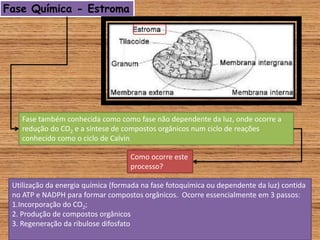 Fase Química - Estroma
Fase também conhecida como como fase não dependente da luz, onde ocorre a
redução do CO2 e a síntese de compostos orgânicos num ciclo de reações
conhecido como o ciclo de Calvin
Como ocorre este
processo?
Utilização da energia química (formada na fase fotoquímica ou dependente da luz) contida
no ATP e NADPH para formar compostos orgânicos. Ocorre essencialmente em 3 passos:
1.Incorporação do CO2;
2. Produção de compostos orgânicos
3. Regeneração da ribulose difosfato
 