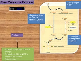 Fase Química - Estroma
Ciclo de Calvin
3.Regeneração da
ribulose-1,5-
difosfato (RuBP)
1.Incorporação
do CO2
2. Produção
de compostos
orgânicos
Produtos
• Formação de glícidos ricos em
energia.
• Formação de ADP e NADP+ a
reutilizar nas reações
fotoquímicas.
 