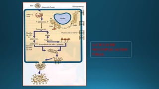  CICLO DE
MULTIPLICACION
VIRAL
 