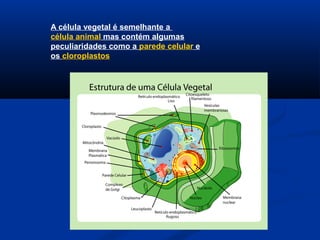 A célula vegetal é semelhante a
célula animal mas contém algumas
peculiaridades como a parede celular e
os cloroplastos
 