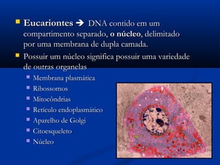  EucariontesEucariontes  DNA contido em umDNA contido em um
compartimento separado,compartimento separado, o núcleoo núcleo, delimitado, delimitado
por uma membrana de dupla camada.por uma membrana de dupla camada.
 Possuir um núcleo significa possuir uma variedadePossuir um núcleo significa possuir uma variedade
de outras organelasde outras organelas
 Membrana plasmáticaMembrana plasmática
 RibossomosRibossomos
 MitocôndriasMitocôndrias
 Retículo endoplasmáticoRetículo endoplasmático
 Aparelho de GolgiAparelho de Golgi
 CitoesqueletoCitoesqueleto
 NúcleoNúcleo
 