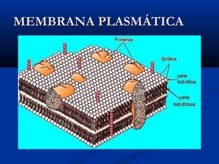 MEMBRANA PLASMÁTICAMEMBRANA PLASMÁTICA
 