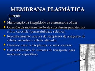MEMBRANA PLASMÁTICAMEMBRANA PLASMÁTICA
 Manutenção da integridade da estrutura da célula.Manutenção da integridade da estrutura da célula.
 Contrôle da movimentação de substâncias para dentroContrôle da movimentação de substâncias para dentro
e fora da célula (permeabilidade seletiva).e fora da célula (permeabilidade seletiva).
 Reconhecimento através de receptores de antígenos deReconhecimento através de receptores de antígenos de
células estranhas e células alteradascélulas estranhas e células alteradas
 Interface entre o citoplasma e o meio externoInterface entre o citoplasma e o meio externo
 Estabelecimento de sistemas de transporte paraEstabelecimento de sistemas de transporte para
moléculas específicas.moléculas específicas.
FUNÇÕE
S:
 