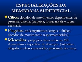 ESPECIALIZAÇÕES DAESPECIALIZAÇÕES DA
MEMBRANA SUPERFICIALMEMBRANA SUPERFICIAL
 Cílios:Cílios: dotados de movimentos dependentes dadotados de movimentos dependentes da
proteína dineína (traquéia, fossas nasais e tubasproteína dineína (traquéia, fossas nasais e tubas
uterinas).uterinas).
 Flagelos:Flagelos: prolongamentos longos e únicosprolongamentos longos e únicos
dotados de movimentos (espermatozóides).dotados de movimentos (espermatozóides).
 Microvilos:Microvilos: projeções observadas ao ME.projeções observadas ao ME.
Aumentam a superfície de absorção. (intestinoAumentam a superfície de absorção. (intestino
delgado e tubos contorcidos proximais dos rins).delgado e tubos contorcidos proximais dos rins).
 