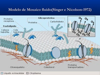 Modelo de Mosaico fluído(Singer e Nicolson-1972)Modelo de Mosaico fluído(Singer e Nicolson-1972)
 