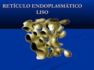 RETÍCULO ENDOPLASMÁTICORETÍCULO ENDOPLASMÁTICO
LISOLISO
 