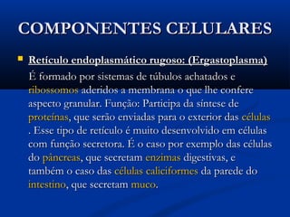 COMPONENTES CELULARESCOMPONENTES CELULARES
 Retículo endoplasmático rugoso: (Ergastoplasma)Retículo endoplasmático rugoso: (Ergastoplasma)
É formado por sistemas de túbulos achatados eÉ formado por sistemas de túbulos achatados e
ribossomosribossomos aderidos a membrana o que lhe confereaderidos a membrana o que lhe confere
aspecto granular. Função: Participa da síntese deaspecto granular. Função: Participa da síntese de
proteínasproteínas, que serão enviadas para o exterior das, que serão enviadas para o exterior das célulascélulas
. Esse tipo de retículo é muito desenvolvido em células. Esse tipo de retículo é muito desenvolvido em células
com função secretora. É o caso por exemplo das célulascom função secretora. É o caso por exemplo das células
dodo pâncreaspâncreas, que secretam, que secretam enzimasenzimas digestivas, edigestivas, e
também o caso dastambém o caso das células caliciformescélulas caliciformes da parede doda parede do
intestinointestino, que secretam, que secretam mucomuco..
 