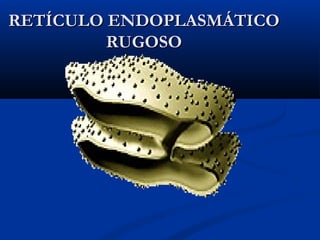RETÍCULO ENDOPLASMÁTICORETÍCULO ENDOPLASMÁTICO
RUGOSORUGOSO
 