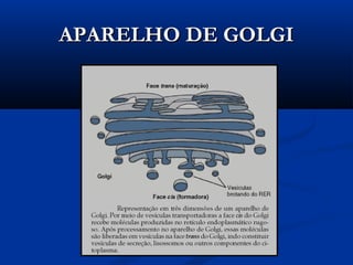 APARELHO DE GOLGIAPARELHO DE GOLGI
 