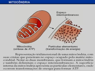 MITOCÔNDRIA
 