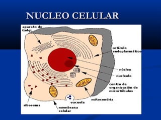 NUCLEO CELULARNUCLEO CELULAR
 