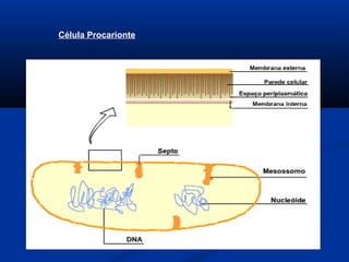 Célula Procarionte
 