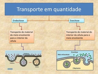Transporte em quantidade
Endocitose Exocitose
Transporte de material
do meio envolvente
para o interior da
célula
Transporte de material do
interior da célula para o
meio envolvente
 