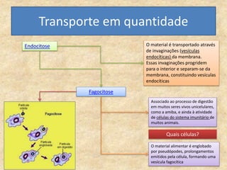 Transporte em quantidade
Endocitose O material é transportado através
de invaginações (vesículas
endocíticas) da membrana.
Essas invaginações progridem
para o interior e separam-se da
membrana, constituindo vesículas
endocíticas
Fagocitose
Associado ao processo de digestão
em muitos seres vivos unicelulares,
como a amiba, e ainda à atividade
de células do sistema imunitário de
muitos animais.
O material alimentar é englobado
por pseudópodes, prolongamentos
emitidos pela célula, formando uma
vesícula fagocítica
Quais células?
 