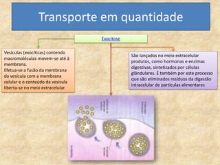 Transporte em quantidade
Exocitose
Vesículas (exocíticas) contendo
macromoléculas movem-se até à
membrana.
Efetua-se a fusão da membrana
da vesícula com a membrana
celular e o conteúdo da vesícula
liberta-se no meio extracelular.
São lançados no meio extracelular
produtos, como hormonas e enzimas
digestivas, sintetizados por células
glândulares. È também por este processo
que são eliminados resíduos da digestão
intracelular de partículas alimentares
 