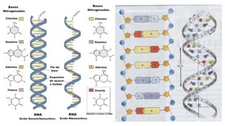 Evandro Sanguinetto-2013
 