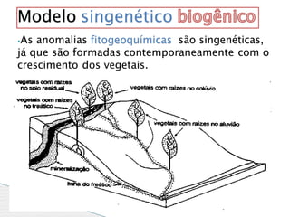 ⦁As anomalias fitogeoquímicas são singenéticas,
já que são formadas contemporaneamente com o
crescimento dos vegetais.
Modelo singenético
 