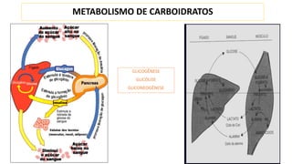 METABOLISMO DE CARBOIDRATOS
GLICOGÊNESE
GLICÓLISE
GLICONEOGÊNESE
 