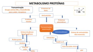 METABOLISMO PROTEÍNAS
Proteínas da
dieta
Aminoácidos
Proteínas
plasmáticas
Proteínas
tissular
Síntese de glicose
Neoglicogênese
Amônia
Àcidos graxos
Ciclo da
uréia
Uréia
Cetoácidos
Acetil-co A
Ciclo do ácido cítrico
ATP
Transaminação
Grupo amino NH2 é transferido
para subst. receptora
Aminotransferases
Transaminação/
deaminação
Sintese de aminoácidos
não essenciais
 