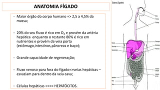ANATOMIA FÍGADO
• Maior órgão do corpo humano => 2,5 a 4,5% da
massa;
• 20% do seu fluxo é rico em O2 e provém da artéria
hepática enquanto o restante 80% é rico em
nutrientes e provém da veia porta
(estômago,intestinos,pâncreas e baço);
• Grande capacidade de regeneração;
• Fluxo venoso para fora do fígado=>veias hepáticas –
esvaziam para dentro da veia cava;
• Células hepáticas =>>> HEPATÓCITOS.
 