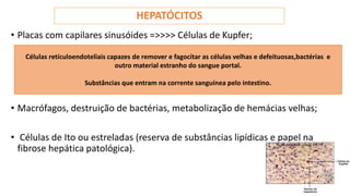 HEPATÓCITOS
• Placas com capilares sinusóides =>>>> Células de Kupfer;
• Macrófagos, destruição de bactérias, metabolização de hemácias velhas;
• Células de Ito ou estreladas (reserva de substâncias lipídicas e papel na
fibrose hepática patológica).
Células retículoendoteliais capazes de remover e fagocitar as células velhas e defeituosas,bactérias e
outro material estranho do sangue portal.
Substâncias que entram na corrente sanguínea pelo intestino.
 
