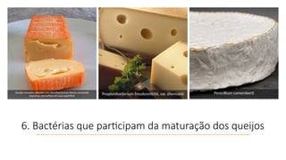 6. Bactérias que participam da maturação dos queijos
Queijo romadur alemão com Brevibacterium linens causando
manchas vermelhas em sua superfície
Propionibacterium freudenreichii, var. shermanii Penicillium camemberti
 