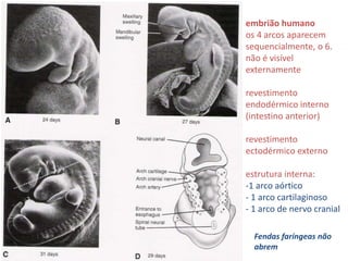embrião humano
os 4 arcos aparecem
sequencialmente, o 6.
não é visível
externamente
revestimento
endodérmico interno
(intestino anterior)
revestimento
ectodérmico externo
estrutura interna:
-1 arco aórtico
- 1 arco cartilaginoso
- 1 arco de nervo cranial
Fendas faríngeas não
abrem
 