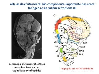 células da crista neural são componente importante dos arcos
faríngeos e da saliência frontonasal
migração em rotas definidas
somente a crista neural cefálica
mas não a torácica tem
capacidade condrogênica
 