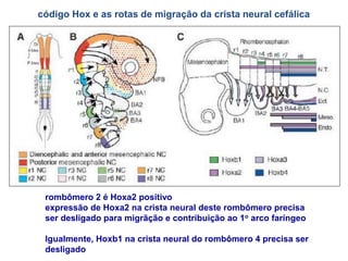 código Hox e as rotas de migração da crista neural cefálica
rombômero 2 é Hoxa2 positivo
expressão de Hoxa2 na crista neural deste rombômero precisa
ser desligado para migrãção e contribuição ao 1o arco faríngeo
Igualmente, Hoxb1 na crista neural do rombômero 4 precisa ser
desligado
 