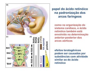 papel do ácido retinóico
na padronização dos
arcos faríngeos
como na organização do
sistema cardíaco, o ácido
retinóico também está
envolvido na determinação
anterior-posterior dos
arcos aórticos
efeitos teratogênicos
podem ser causados por
substâncias com atividade
similar ao do ácido
retinóico
 