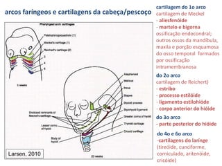 cartilagem do 1o arco
cartilagem de Meckel
- aliesfenóide
- martelo e bigorna
ossificação endocondral;
outros ossos da mandíbula,
maxila e porção esquamosa
do osso temporal formados
por ossificação
intramembranosa
do 2o arco
cartilagem de Reichert)
- estribo
- processo estilóide
- ligamento estilohióde
- corpo anterior do hióide
do 3o arco
- parte posterior do hióide
do 4o e 6o arco
-cartilagens do larínge
(tireóide, cunciforme,
corniculado, aritenóide,
cricóide)
arcos faríngeos e cartilagens da cabeça/pescoço
Larsen, 2010
 